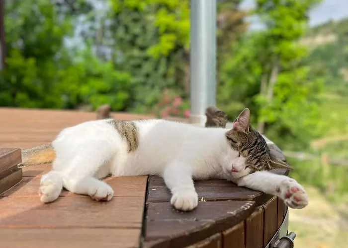 La Ca Di Gatt 3* Monteleone